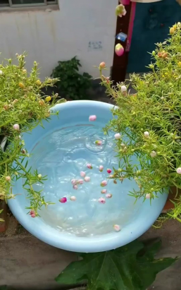 家庭养花用生根粉