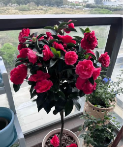 家庭养花用生根粉