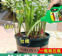 家庭养花用生根粉