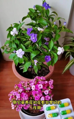 家庭养花用生根粉