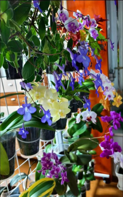 家庭养花用生根粉