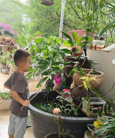 家庭养花用生根粉