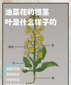 油菜根怎么养花