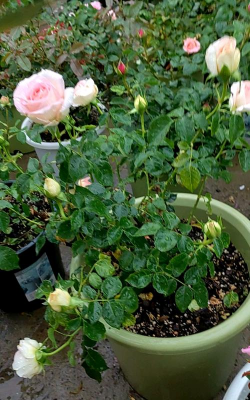 家庭养花用生根粉