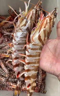 养花虾最适盐度