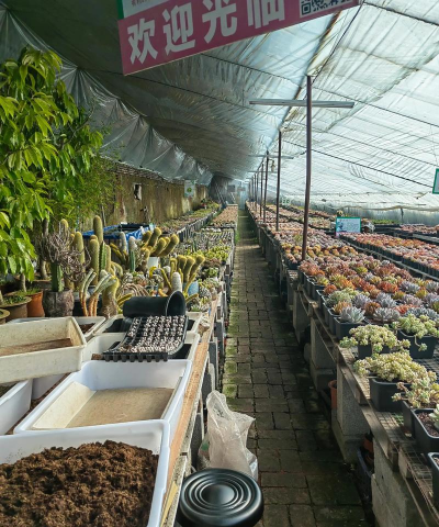 家庭养花用生根粉