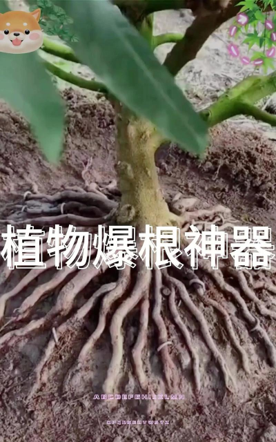 家庭养花用生根粉