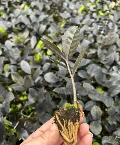 家庭养花用生根粉