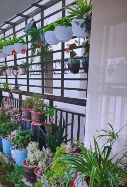 家庭养花用生根粉