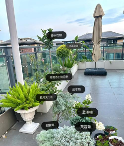 草皮楼顶怎么养花