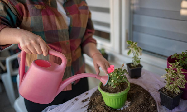 家庭养花用生根粉