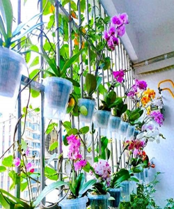 家庭养花用生根粉