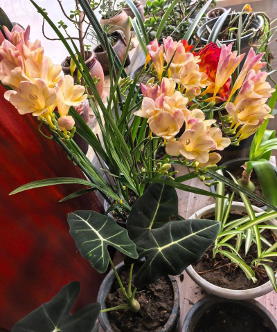 家庭养花用生根粉