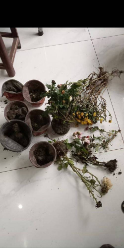 家庭养花用生根粉