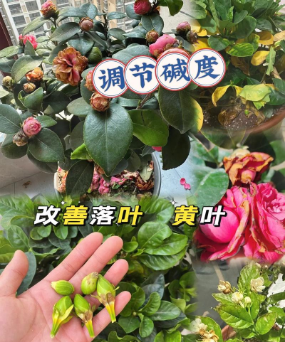 家庭养花用生根粉