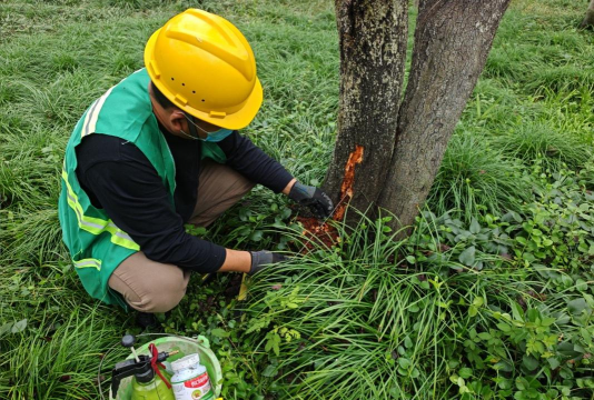 家庭养花用生根粉