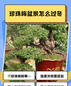 珍珠梅如何修炼