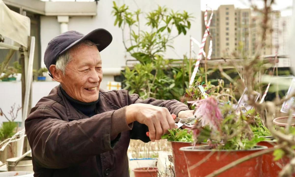 家庭养花用生根粉