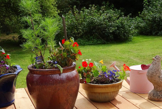 家庭养花用生根粉