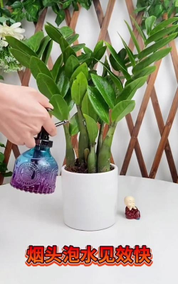 家庭养花用生根粉