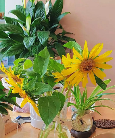 家庭养花用生根粉