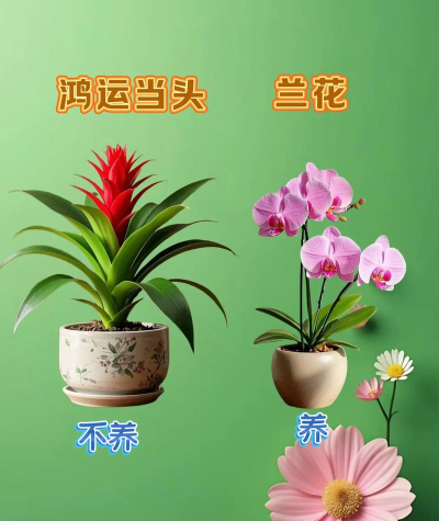 新手养花怎么避雷