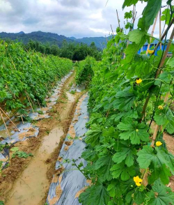 苦瓜藤种植养花