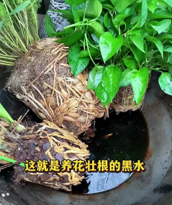 家庭养花用生根粉