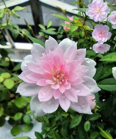 家庭养花用生根粉