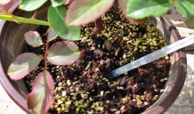 家庭养花用生根粉