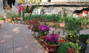 家庭养花用生根粉