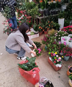 家庭养花用生根粉