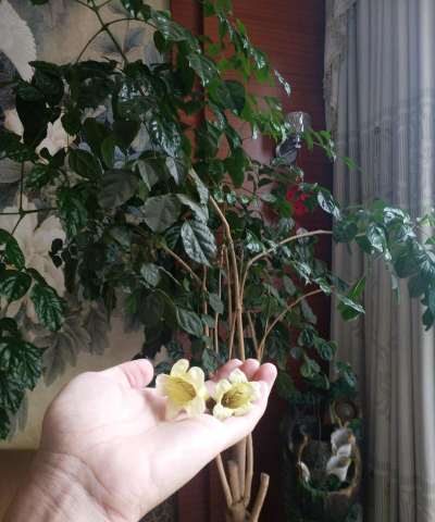 家庭养花用生根粉