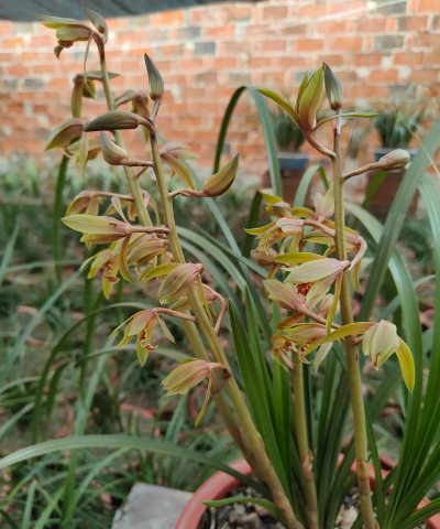 宽叶兰花怎样养花