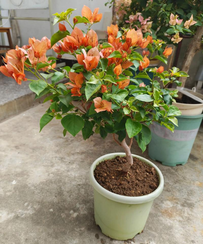 家庭养花用生根粉