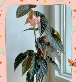 鳟鱼海棠北方养花