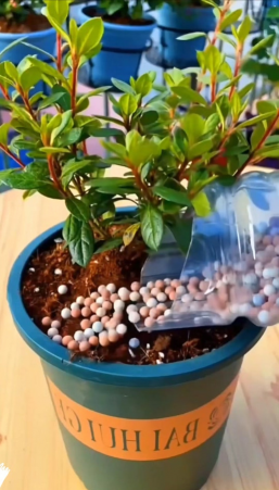 家庭养花用生根粉