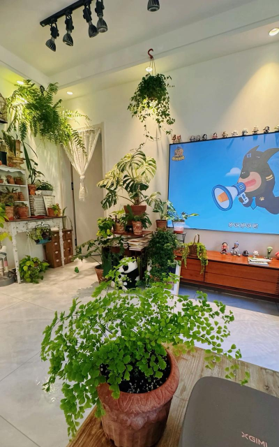 家庭养花用生根粉