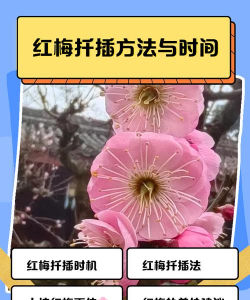 红梅怎么在