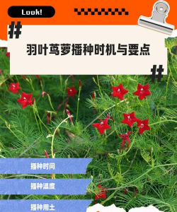 羽叶茑萝怎么播种