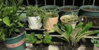 家庭养花用生根粉