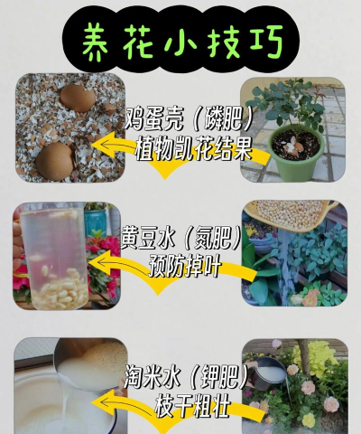 家庭养花用生根粉