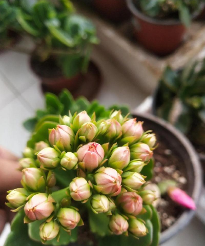 家庭养花用生根粉