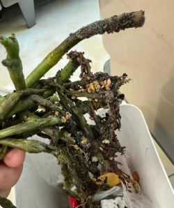 家庭养花用生根粉