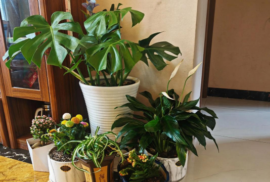 家庭养花用生根粉