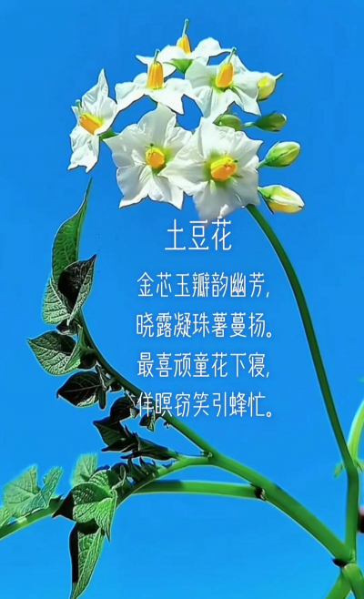 土豆养花文案短句