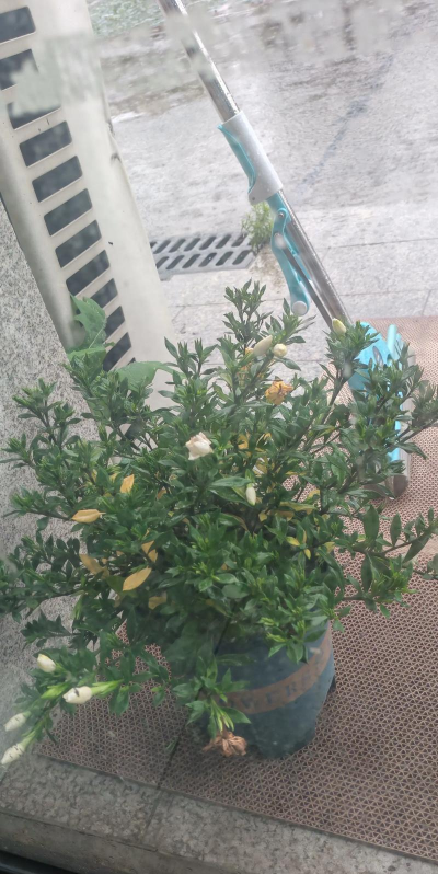 家庭养花用生根粉