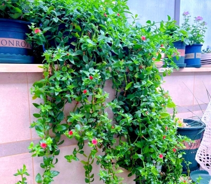 家庭养花用生根粉