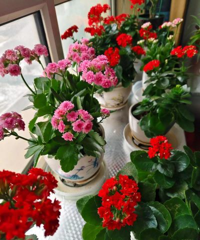 家庭养花用生根粉