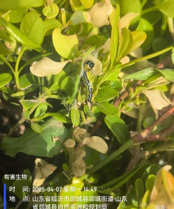 越冬代黄杨绢野螟防治意见